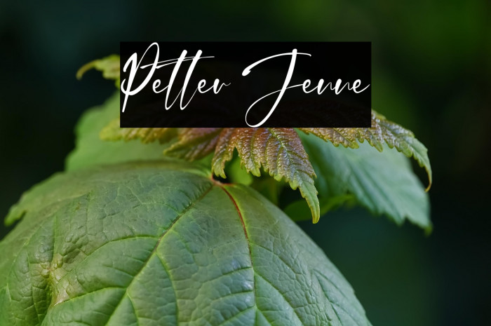 Petter Jenne Example 2