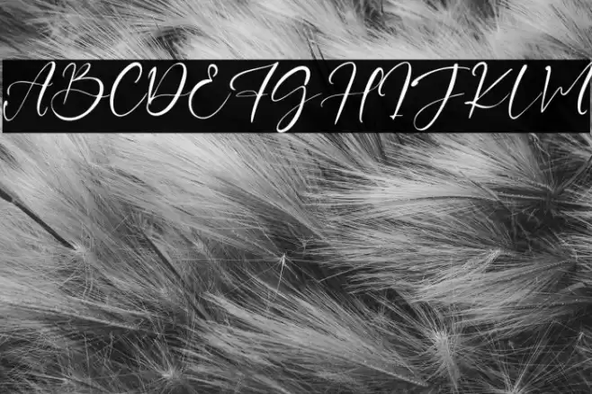 PetterJenne Polices examples