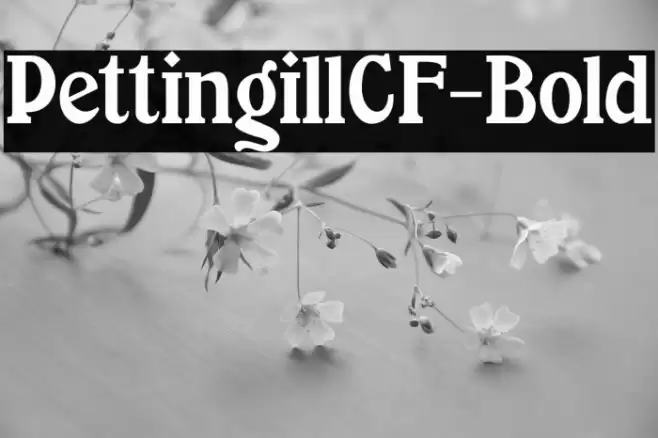 PettingillCF-Bold Font examples