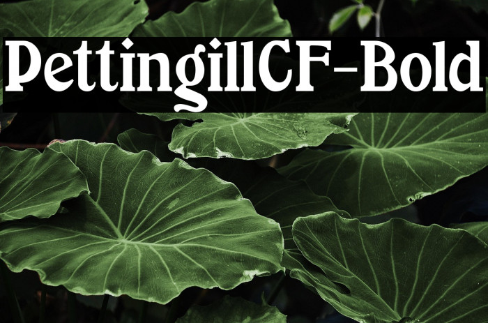 PettingillCF-Bold Example 3