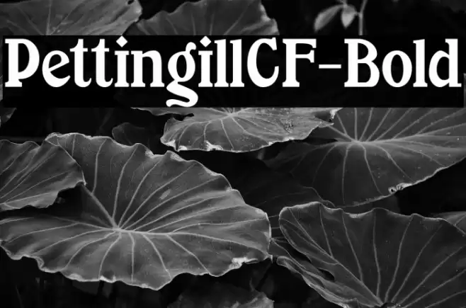 PettingillCF-Bold Font examples
