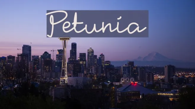 Petunia Example 1