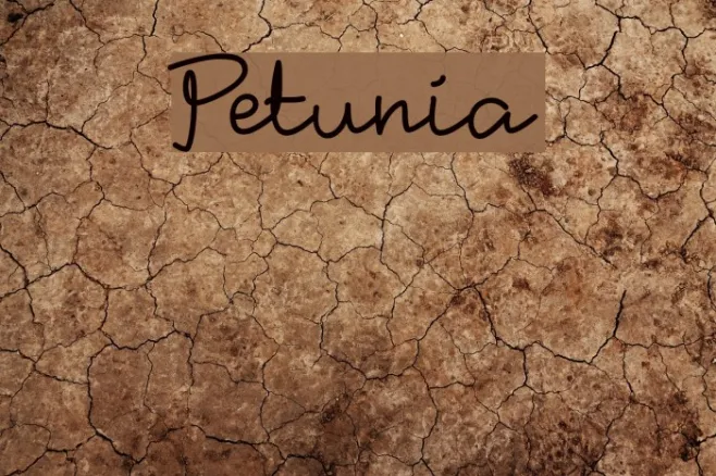 Petunia Example 2