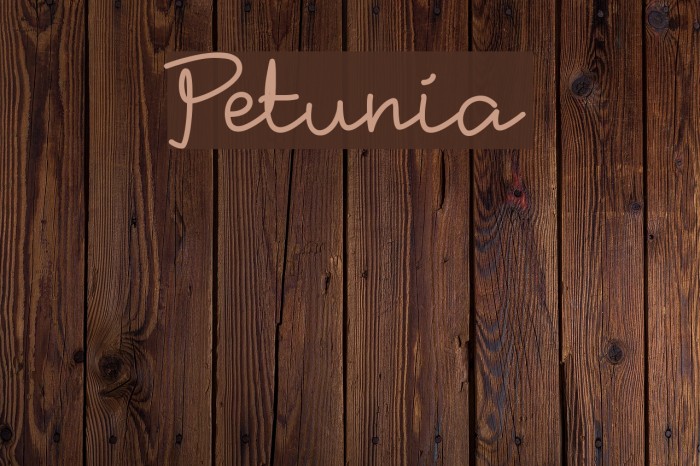 Petunia Font examples