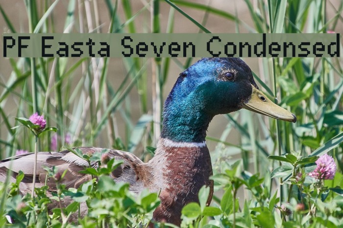 PF Easta Seven Condensed Caratteri examples