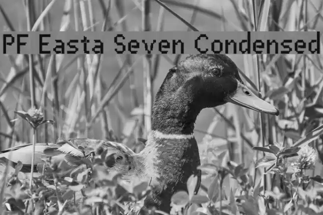 PF Easta Seven Condensed Caratteri examples