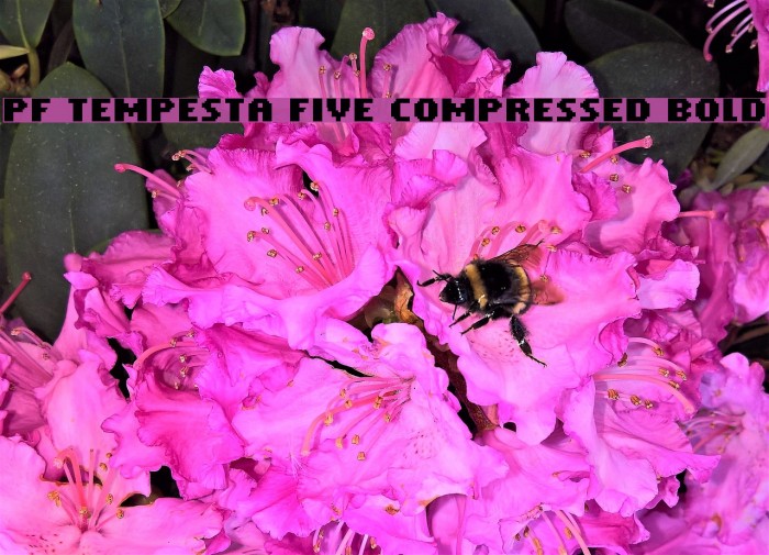 PF Tempesta Five Compressed Bold フォント examples