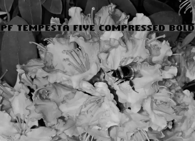PF Tempesta Five Compressed Bold Font examples