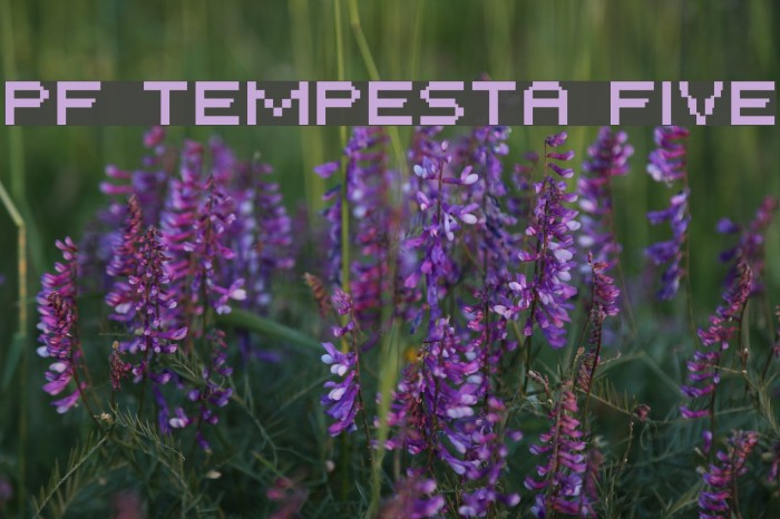 PF Tempesta Five Font examples
