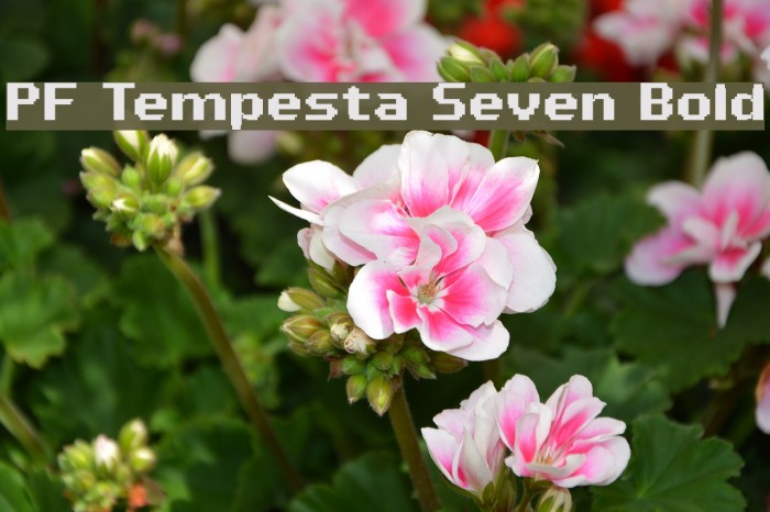 PF Tempesta Seven Bold Font examples