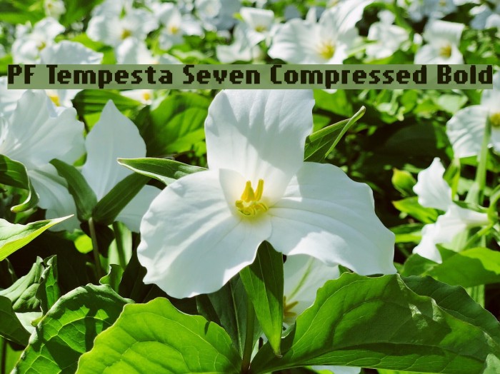 PF Tempesta Seven Compressed Bold Шрифта examples