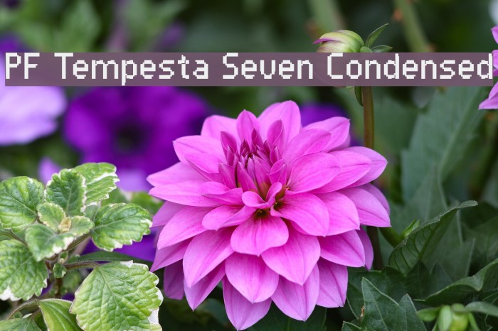 PF Tempesta Seven Condensed Шрифта examples