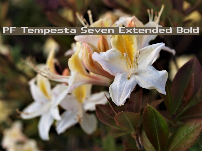 PF Tempesta Seven Extended Bold Fonte examples