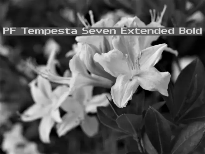 PF Tempesta Seven Extended Bold Polices examples