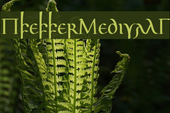 pfeffermedivalg字体