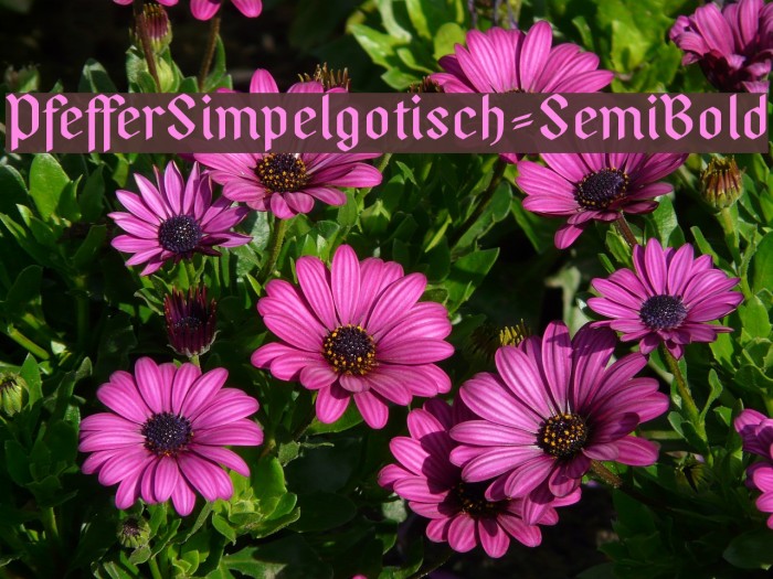 PfefferSimpelgotisch-SemiBold Font examples
