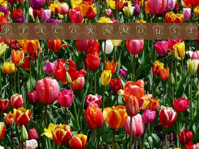 pf_acornmouse Font examples