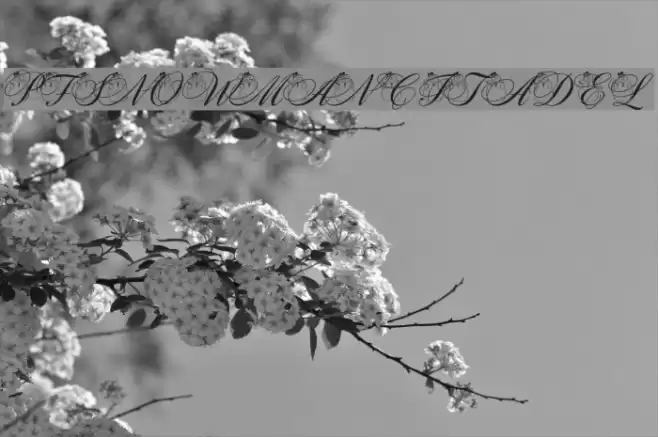 pf_snowman citadel フォント examples