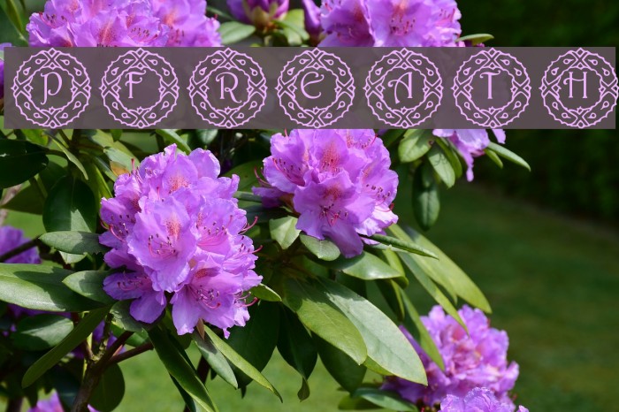pf_wreath Caratteri examples