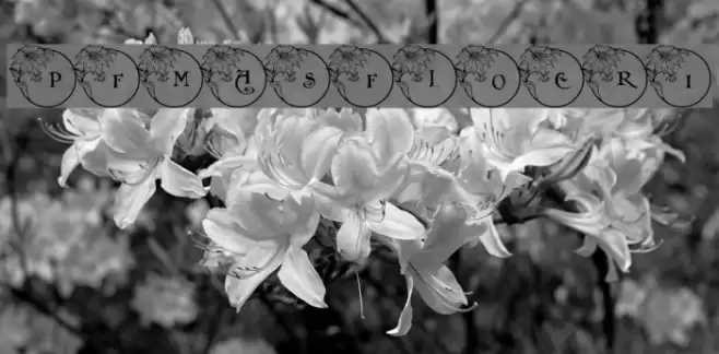 pf_xmas_flower1 Font examples