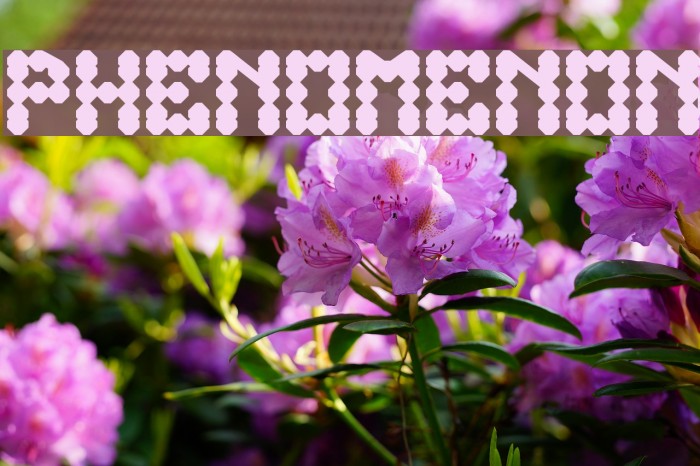 PHENOMENON Example 3