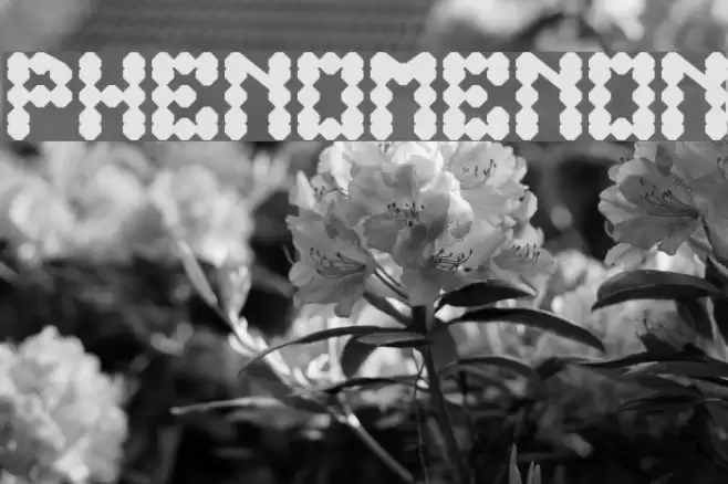 PHENOMENON Font examples