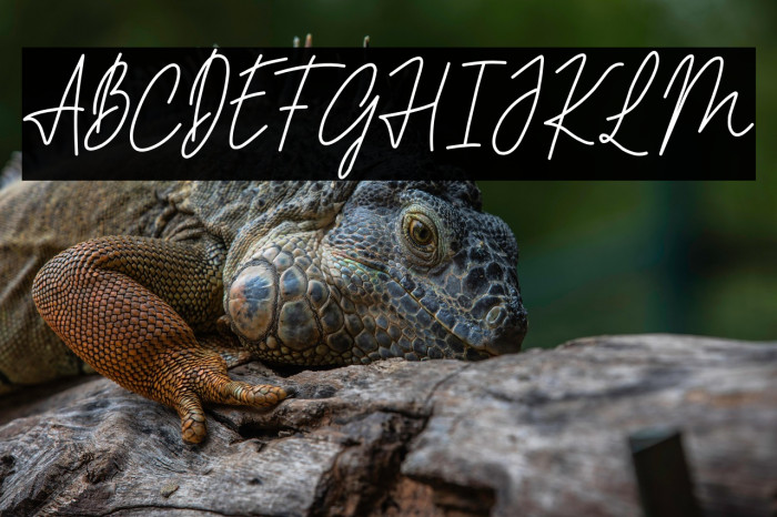 PHILIPS MORRIES DEMO Example 1