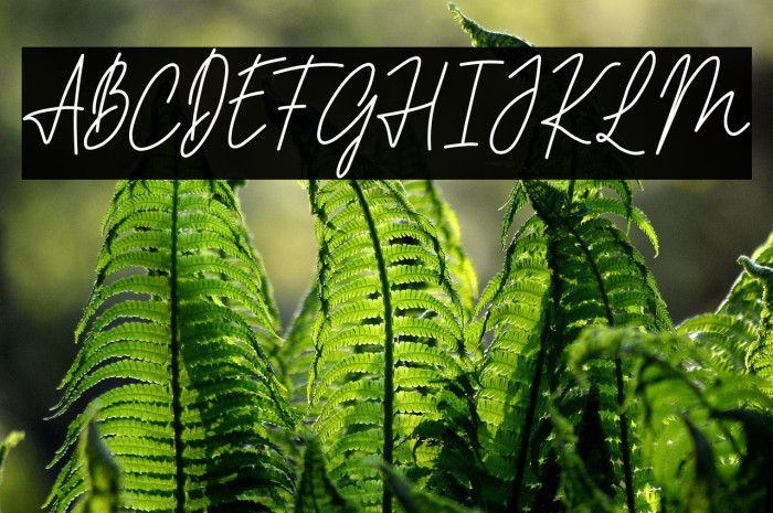 PHILIPS MORRIES DEMO Example 3