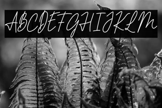 PHILIPS MORRIES DEMO Font examples