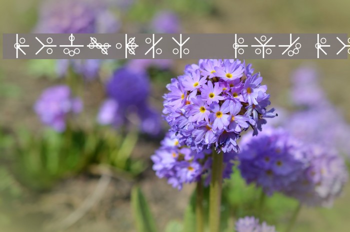 PHOENIX GLYPH Example 1