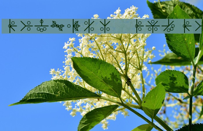 PHOENIX GLYPH Example 2