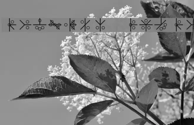 PHOENIX GLYPH Font examples