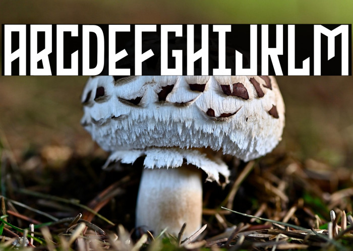 PHOENIXSQUAD Example 1