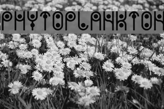 PHYTOPLANKTON Font examples