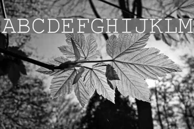 PhaisarnMono Font examples