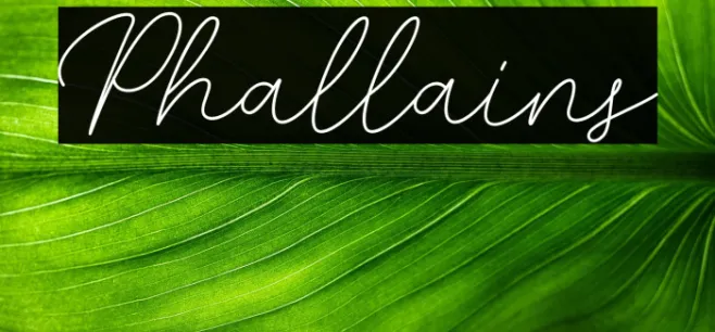 Phallains Example 1