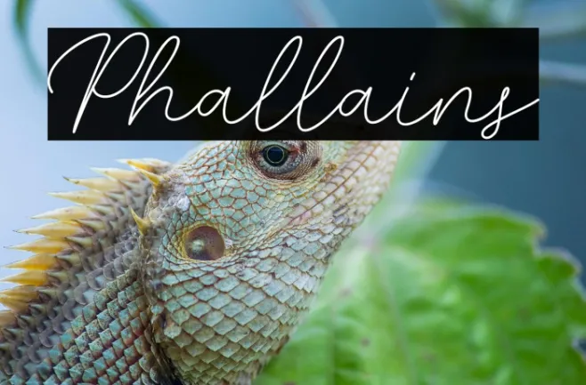 Phallains Example 2