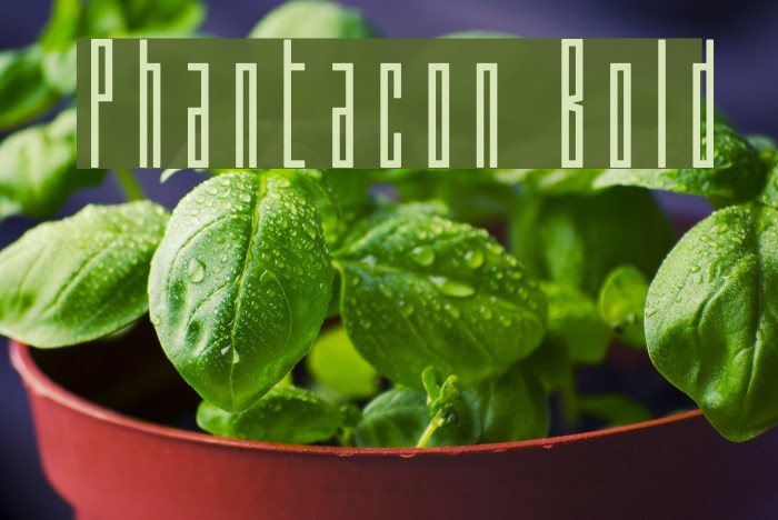 Phantacon Bold Example 1