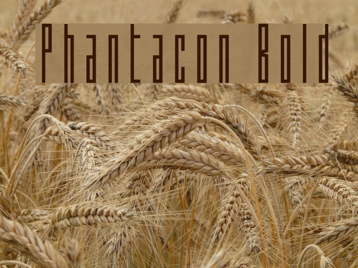 Phantacon Bold Example 2