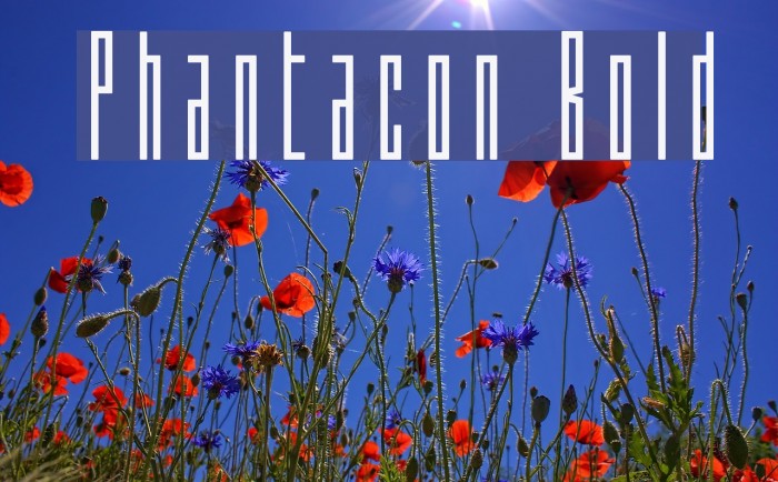 Phantacon Bold Example 3
