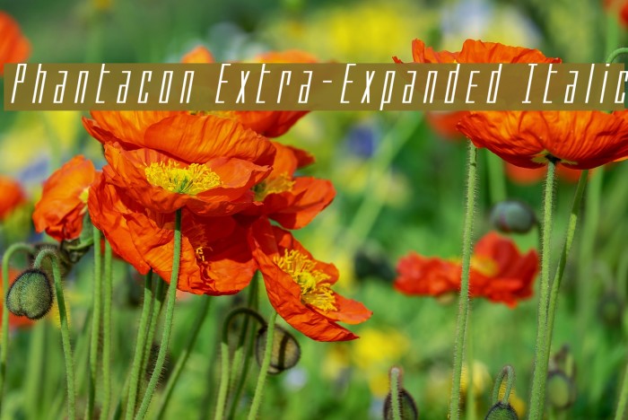 Phantacon Extra-Expanded Italic Example 1