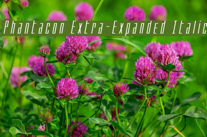 Phantacon Extra-Expanded Italic Example 3