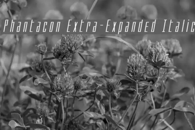 Phantacon Extra-Expanded Italic Font examples