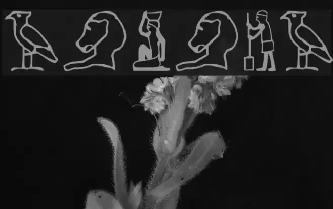 Pharaoh Font examples