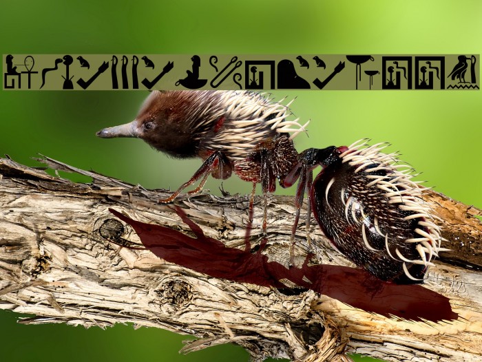 Pharaonica2007 Font examples