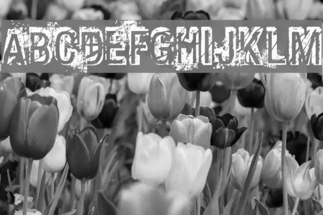 Phat Grunge Bold Font examples
