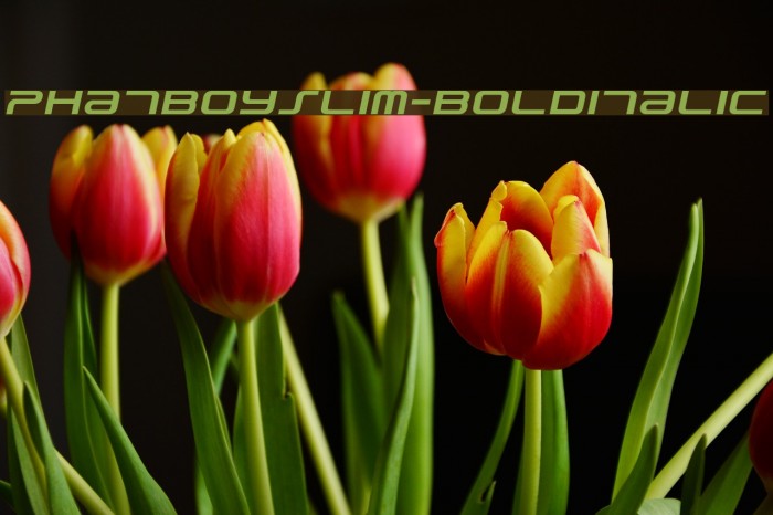 PhatBoySlim-BoldItalic Fonte examples