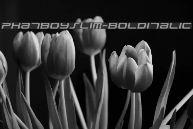PhatBoySlim-BoldItalic Fonte examples