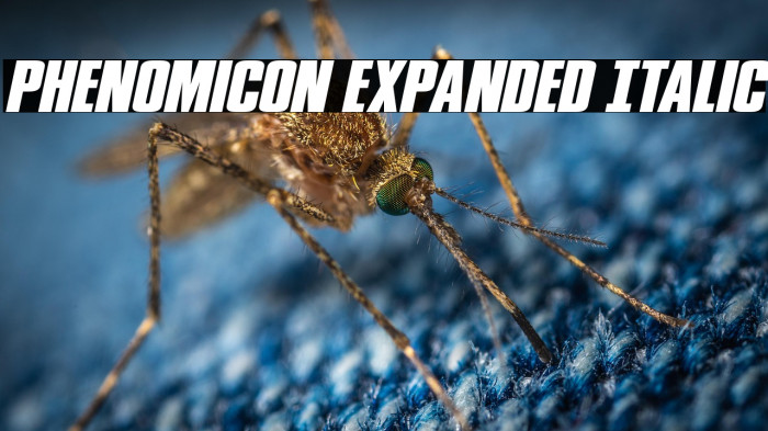 Phenomicon Expanded Italic Example 2