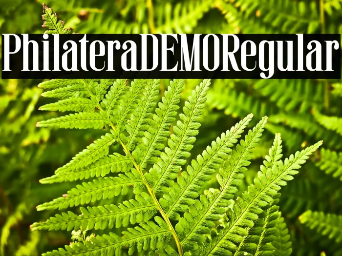 Philatera DEMO Regular Example 3